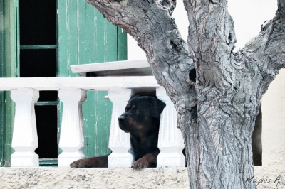 Sad [melancholic] Dog