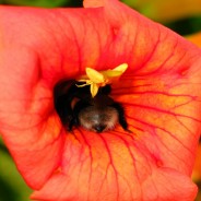 wordpress, atahualpa, xLanguage and widget titles translation