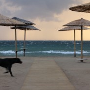 adversities: dog day