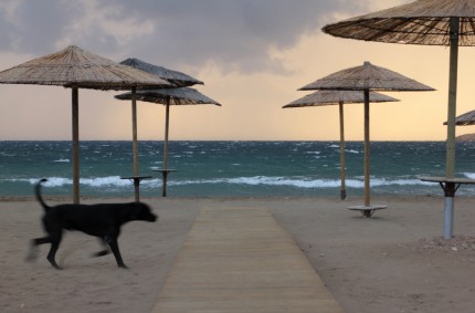 adversities: dog day