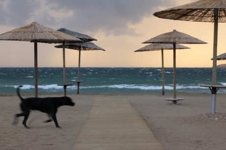 adversities: dog day